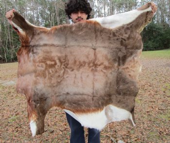 Blesbok Hide, Blesbuck Skin, 47 by 39 inches - Buy this one for $79.99