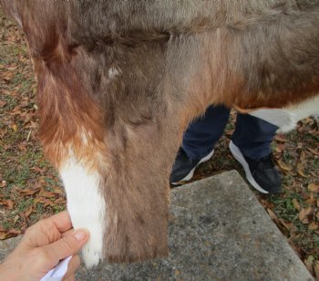 Blesbok Hide, Blesbuck Skin, 47 by 39 inches - Buy this one for $79.99