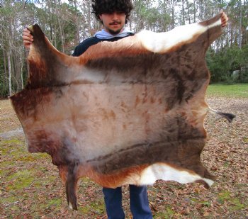 Blesbok Hide, Blesbuck Skin, 52 x 47 inches - Buy this one for $79.99