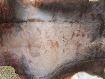 Blesbok Hide, Blesbuck Skin, 52 x 47 inches - Buy this one for $79.99