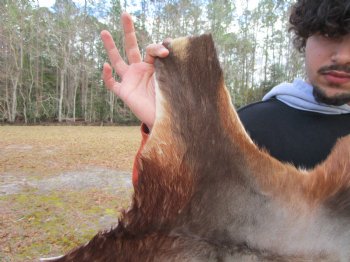 Blesbok Hide, Blesbuck Skin, 52 x 47 inches - Buy this one for $79.99