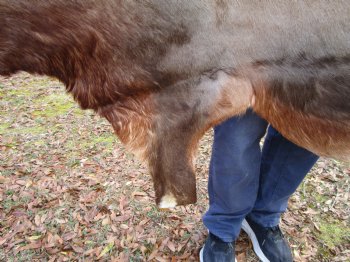Blesbok Hide, Blesbuck Skin, 52 x 47 inches - Buy this one for $79.99