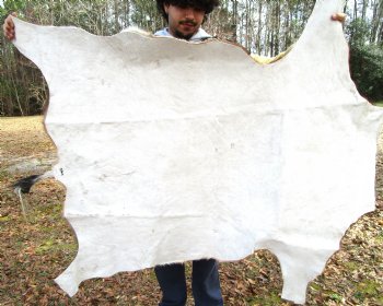 Blesbok Hide, Blesbuck Skin, 52 x 47 inches - Buy this one for $79.99