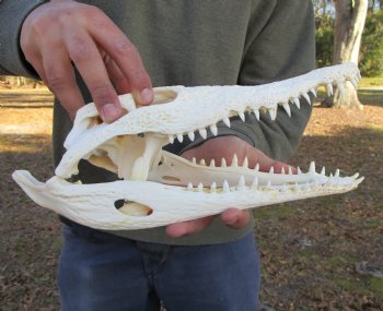 12 inches Authentic Nile Crocodile Skull (CITES 263852) - $215 ; <font color=red> SALE $114.99</font>