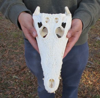 12 inches Authentic Nile Crocodile Skull (CITES 263852) - $215 ; <font color=red> SALE $114.99</font>
