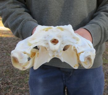 12 inches Authentic Nile Crocodile Skull (CITES 263852) - $215 ; <font color=red> SALE $114.99</font>