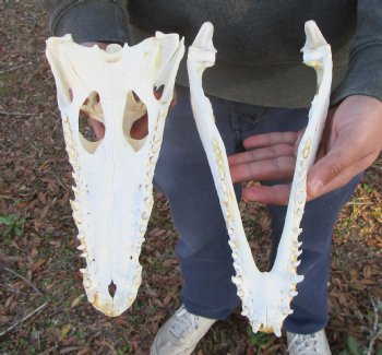 12 inches Authentic Nile Crocodile Skull (CITES 263852) - $215 ; <font color=red> SALE $114.99</font>
