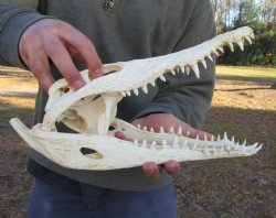 13-1/4 inches Authentic African Nile Crocodile Skull (CITES Permit #263852) for $190.00 <font color=red> SALE $144.99</font>
