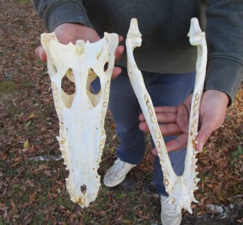 13-1/4 inches Authentic African Nile Crocodile Skull (CITES Permit #263852) for $190.00 <font color=red> SALE $144.99</font>