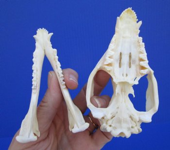4-1/4 inches North American Possum Skull - Buy this one for $59.99
