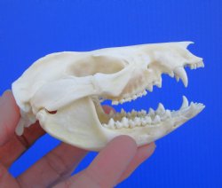 4-1/8 inches North American Possum Skull - Buy this one for $59.99