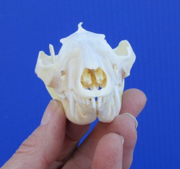 4-1/8 inches North American Possum Skull - Buy this one for $59.99