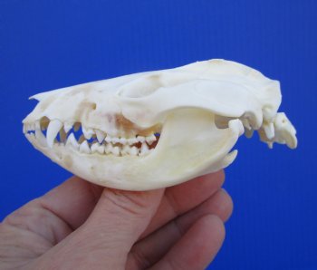 4-1/8 inches North American Possum Skull - Buy this one for $59.99