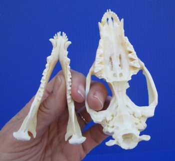 4-1/8 inches North American Possum Skull - Buy this one for $59.99