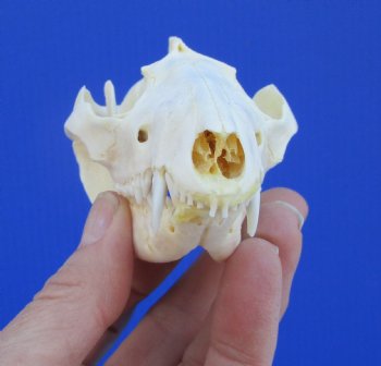 4-1/4 inches Real Possum Skull - Buy this one for $59.99