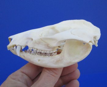 4-1/4 inches Real Possum Skull - Buy this one for $59.99