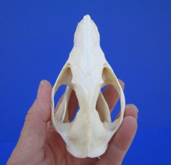 4-1/4 inches Real Possum Skull - Buy this one for $59.99