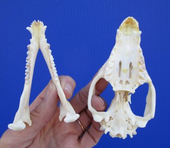 4-1/4 inches Real Possum Skull - Buy this one for $59.99