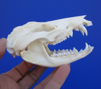 4-1/4 inches Real Possum Skull - Buy this one for $59.99