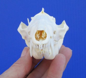 4-1/4 inches Real Possum Skull - Buy this one for $59.99