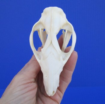 4-1/4 inches Real Possum Skull - Buy this one for $59.99
