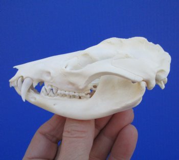 4-1/4 inches Real Possum Skull - Buy this one for $59.99