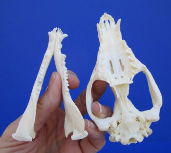 4-1/4 inches Real Possum Skull - Buy this one for $59.99