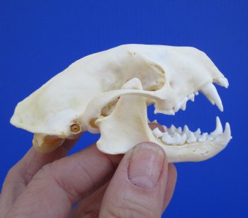 Authentic Skunk Skull, 3-1/2 by 2 inches - Buy this one for $49.99