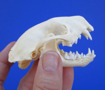 Real Skunk Skull, 3 by 1-3/4 inches - Buy this one for $49.99