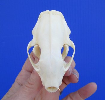 Real Skunk Skull, 3 by 1-3/4 inches - Buy this one for $49.99