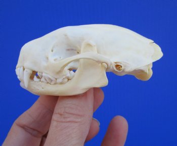 Real Skunk Skull, 3 by 1-3/4 inches - Buy this one for $49.99