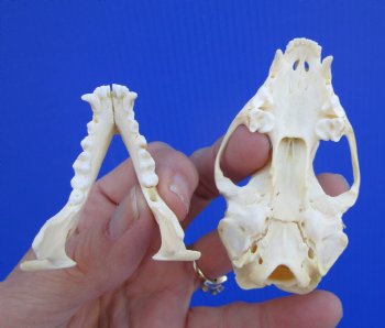 Real Skunk Skull, 3 by 1-3/4 inches - Buy this one for $49.99