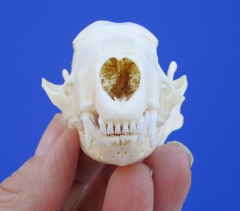 Real Skunk Skull, 2-3/4 by 1-5/8 inches - Buy this one for $49.99