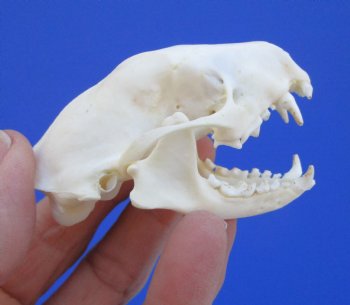 Real Skunk Skull, 2-3/4 by 1-5/8 inches - Buy this one for $49.99