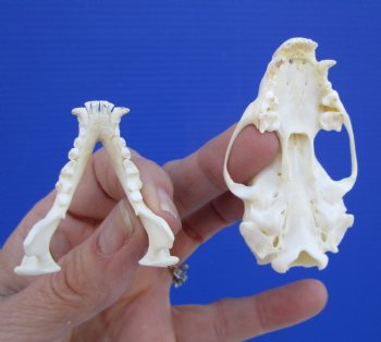 Real Skunk Skull, 2-3/4 by 1-5/8 inches - Buy this one for $49.99