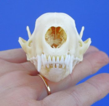 3 inches Skunk Skull - Buy this one for $49.99