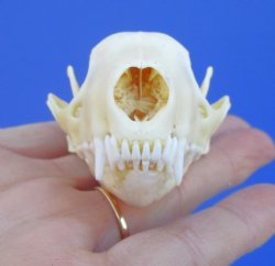 3 inches Skunk Skull - Buy this one for $49.99