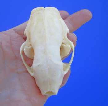 3 inches Skunk Skull - Buy this one for $49.99