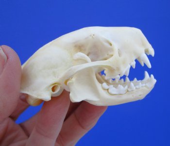 3 inches Skunk Skull - Buy this one for $49.99