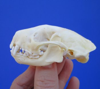 3 inches Skunk Skull - Buy this one for $49.99
