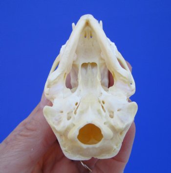 3 inches Skunk Skull - Buy this one for $49.99