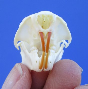 North American Red Squirrel Skull, Beetle Cleaned, 1-5/8 inches - Buy this one for $24.99