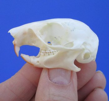 North American Red Squirrel Skull, Beetle Cleaned, 1-5/8 inches - Buy this one for $24.99