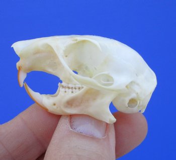 North American Red Squirrel Skull, Beetle Cleaned, 1-5/8 inches - Buy this one for $24.99