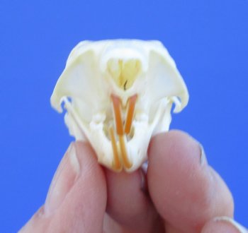 North American Red Squirrel Skull, Beetle Cleaned, 1-5/8 inches - Buy this one for $24.99