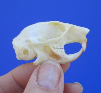 North American Red Squirrel Skull, Beetle Cleaned, 1-5/8 inches - Buy this one for $24.99