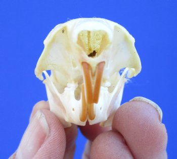Red Squirrel Skull, Beetle Cleaned, 1-5/8 inches - Buy this one for $24.99