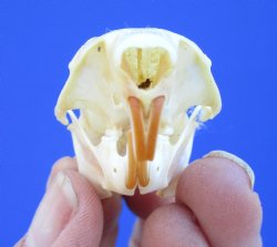 Red Squirrel Skull, Beetle Cleaned, 1-5/8 inches - Buy this one for $24.99