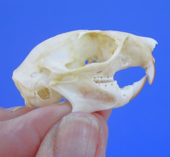 Red Squirrel Skull, Beetle Cleaned, 1-5/8 inches - Buy this one for $24.99
