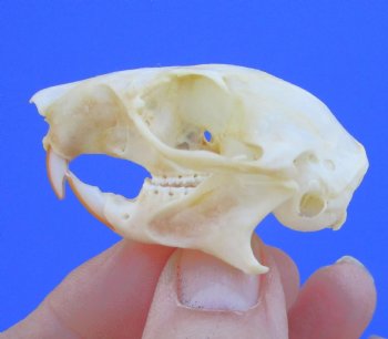 Red Squirrel Skull, Beetle Cleaned, 1-5/8 inches - Buy this one for $24.99